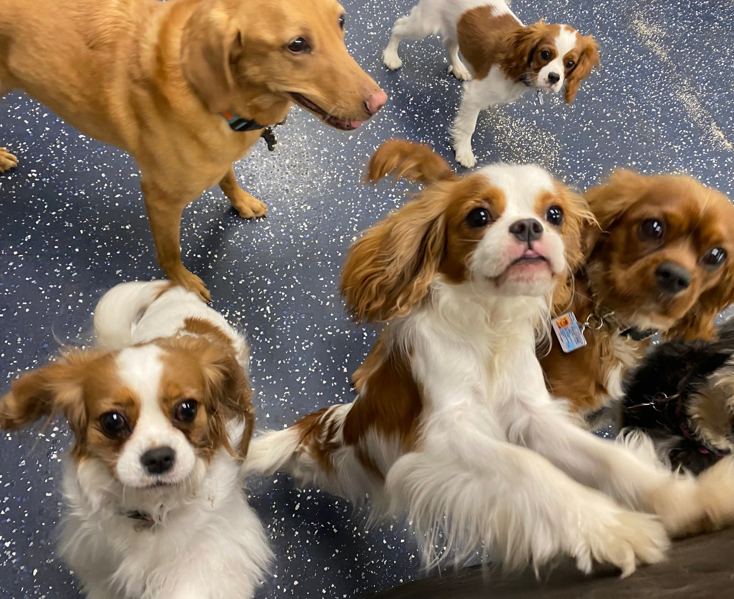 Pet Experiences