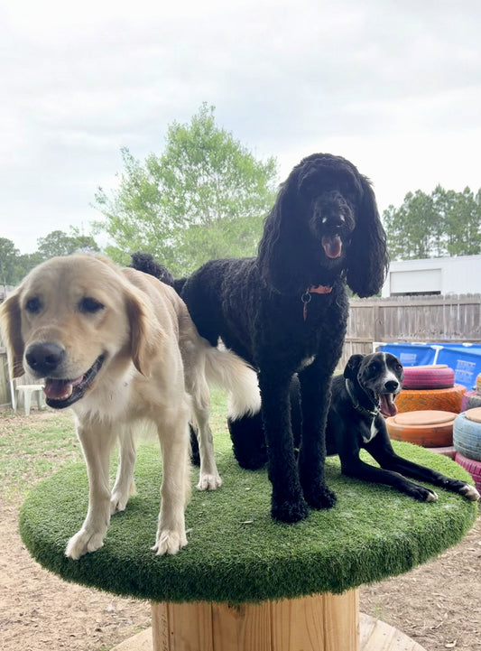 Dog Daycare Services