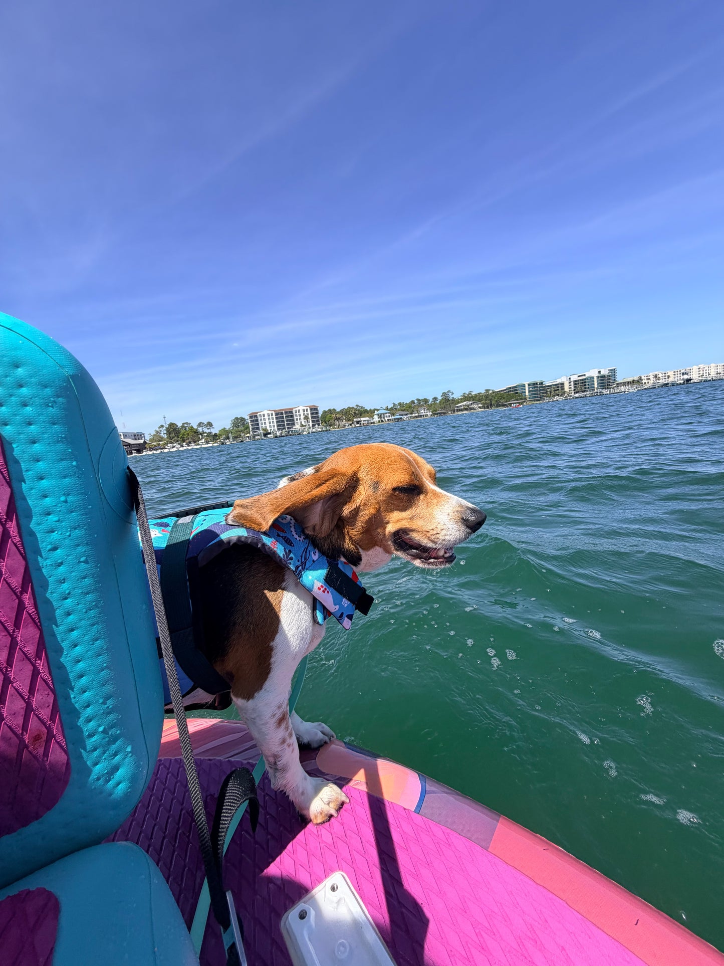 Pet Field Trips & Adventure Walks