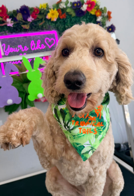 Pet Grooming Services